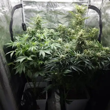 Permanent Jealousy XL auto