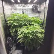 Royal AK Fem + O.G. Kush RQS