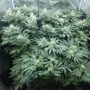 Royal AK Fem + O.G. Kush RQS
