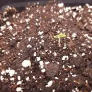 Permanent Jealousy XL auto