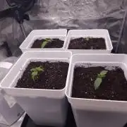 Permanent Jealousy XL auto