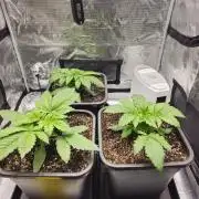 Royal AK Fem + O.G. Kush RQS