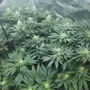 Royal AK Fem + O.G. Kush RQS