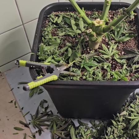 Royal AK Fem + O.G. Kush RQS