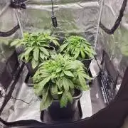 Royal AK Fem + O.G. Kush RQS