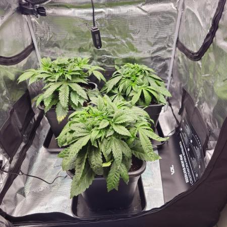 Royal AK Fem + O.G. Kush RQS