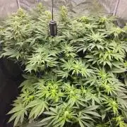 Royal AK Fem + O.G. Kush RQS