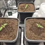 Royal AK Fem + O.G. Kush RQS