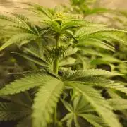 Royal AK Fem + O.G. Kush RQS