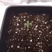 Permanent Jealousy XL auto