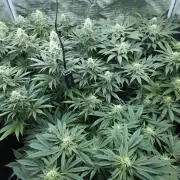 Royal AK Fem + O.G. Kush RQS