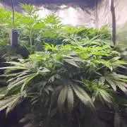 Royal AK Fem + O.G. Kush RQS