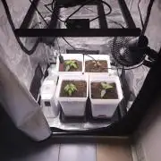 Permanent Jealousy XL auto