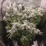 Royal AK Fem + O.G. Kush RQS