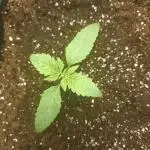 Royal AK Fem + O.G. Kush RQS