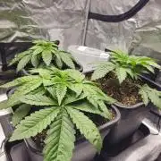 Royal AK Fem + O.G. Kush RQS