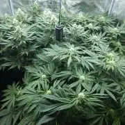 Royal AK Fem + O.G. Kush RQS