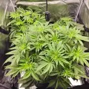 Royal AK Fem + O.G. Kush RQS