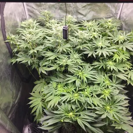 Royal AK Fem + O.G. Kush RQS