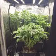 Royal AK Fem + O.G. Kush RQS