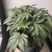 Royal AK Fem + O.G. Kush RQS