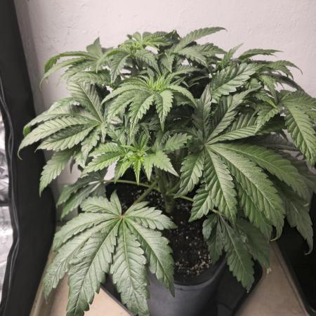 Royal AK Fem + O.G. Kush RQS