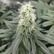 Royal AK Fem + O.G. Kush RQS