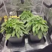 Royal AK Fem + O.G. Kush RQS