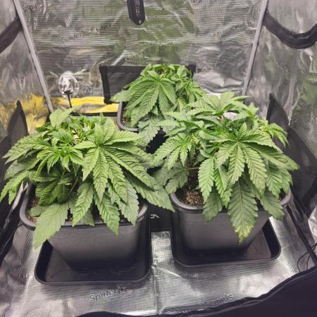 Royal AK Fem + O.G. Kush RQS