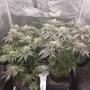 Royal AK Fem + O.G. Kush RQS
