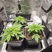 Royal AK Fem + O.G. Kush RQS