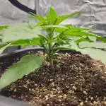 Royal AK Fem + O.G. Kush RQS