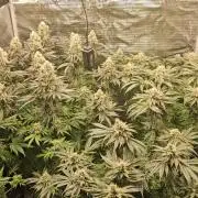 Royal AK Fem + O.G. Kush RQS