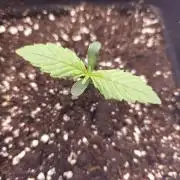 Permanent Jealousy XL auto