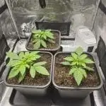 Royal AK Fem + O.G. Kush RQS