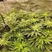 Royal AK Fem + O.G. Kush RQS