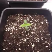 Permanent Jealousy XL auto