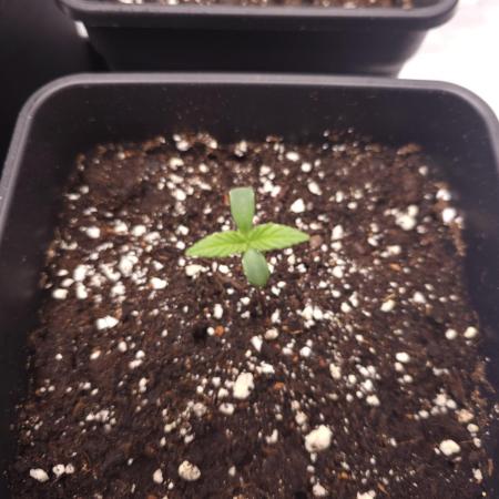 Permanent Jealousy XL auto