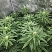 Royal AK Fem + O.G. Kush RQS