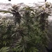 Royal AK Fem + O.G. Kush RQS