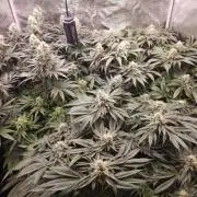 Royal AK Fem + O.G. Kush RQS