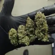 Royal AK Fem + O.G. Kush RQS