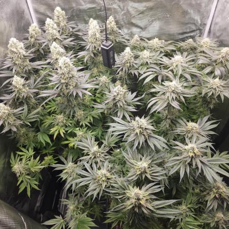 Royal AK Fem + O.G. Kush RQS