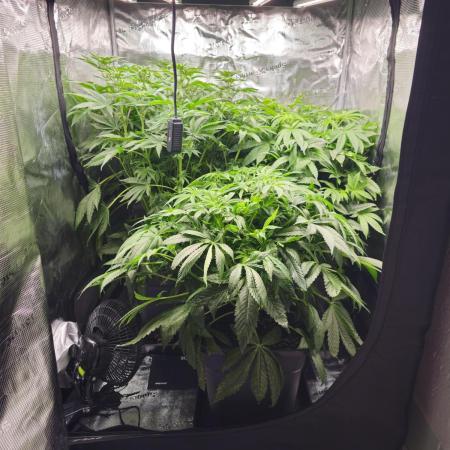Royal AK Fem + O.G. Kush RQS