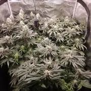 Royal AK Fem + O.G. Kush RQS