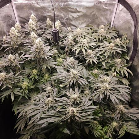 Royal AK Fem + O.G. Kush RQS