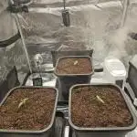 Royal AK Fem + O.G. Kush RQS