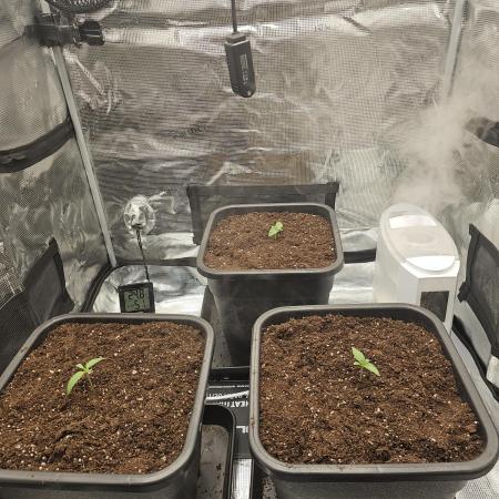 Royal AK Fem + O.G. Kush RQS