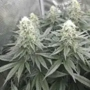 Royal AK Fem + O.G. Kush RQS