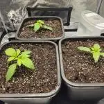 Royal AK Fem + O.G. Kush RQS